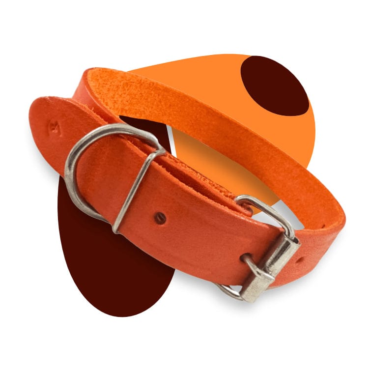 Collars, Leashes & Harnesses