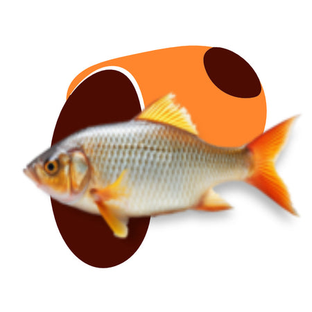 Fish & Birds