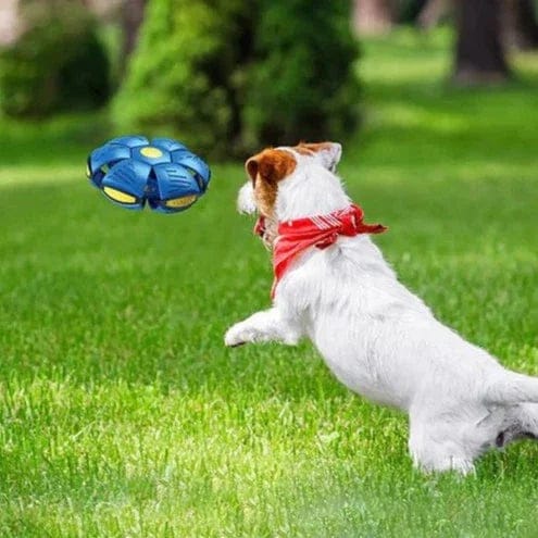 Dog Disc Ball Toy — 2-in-1 Fetch & Rolling Play for Active Dogs