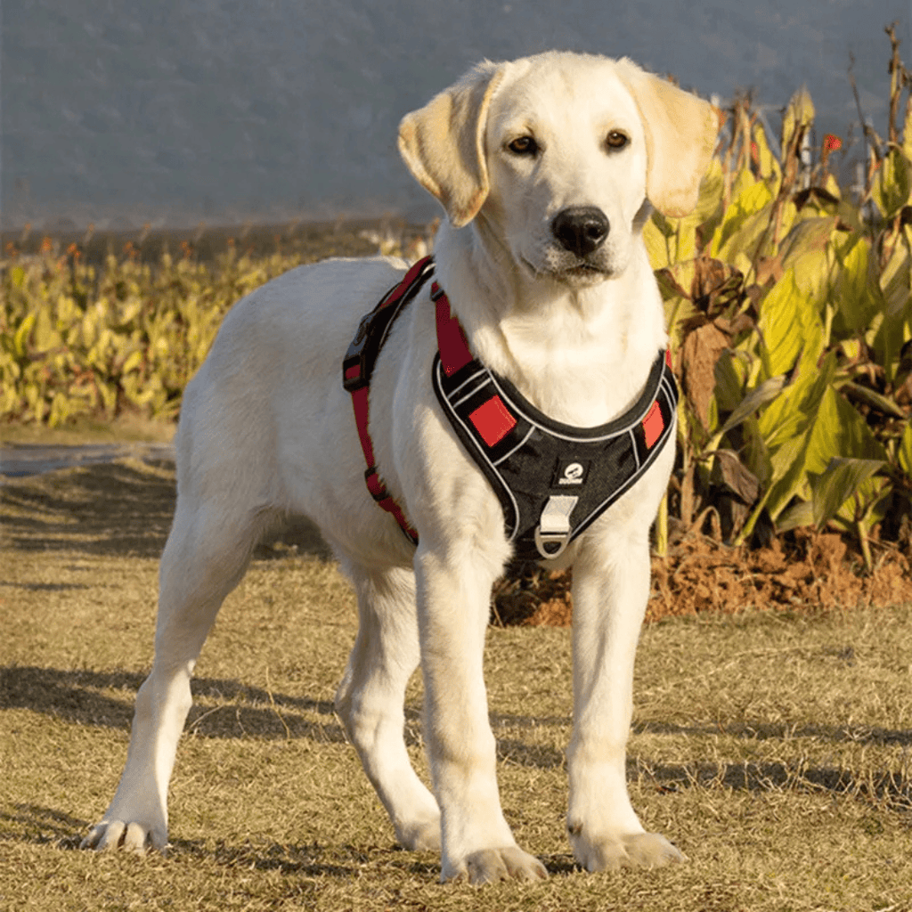 Adjustable straps of dog harness being tightened for perfect fit