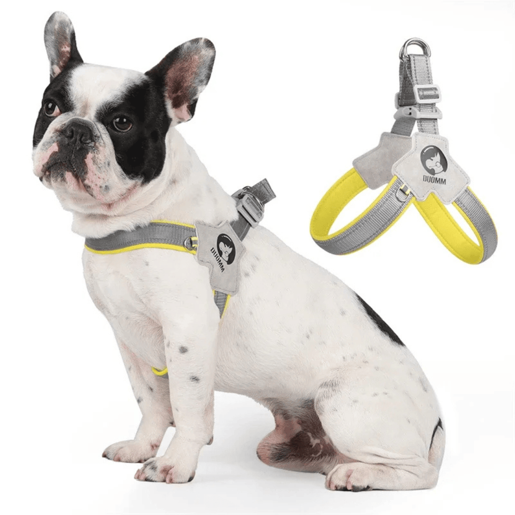 Reflective adjustable dog harness in blue on small dog outdoors
