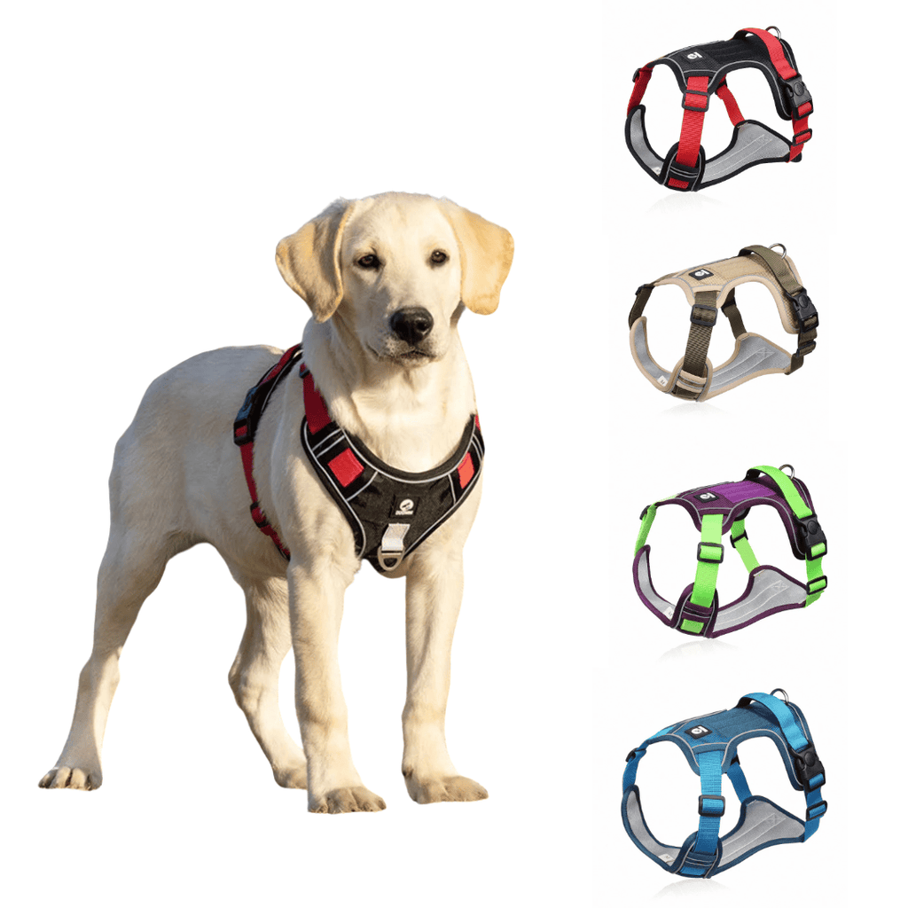 Medium-large dog wearing red and black adjustable dog harness with reflective chest panel