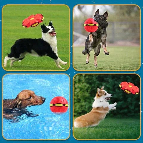 2-in-1 Dog Disc & Ball Toy — Fetch Frisbee and Rolling Play for Active Dogs