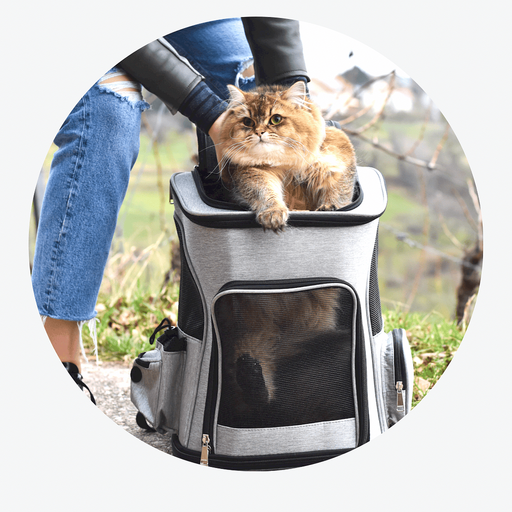 Expandable Cat Carrier Bag – Large Travel Carrier for Cats