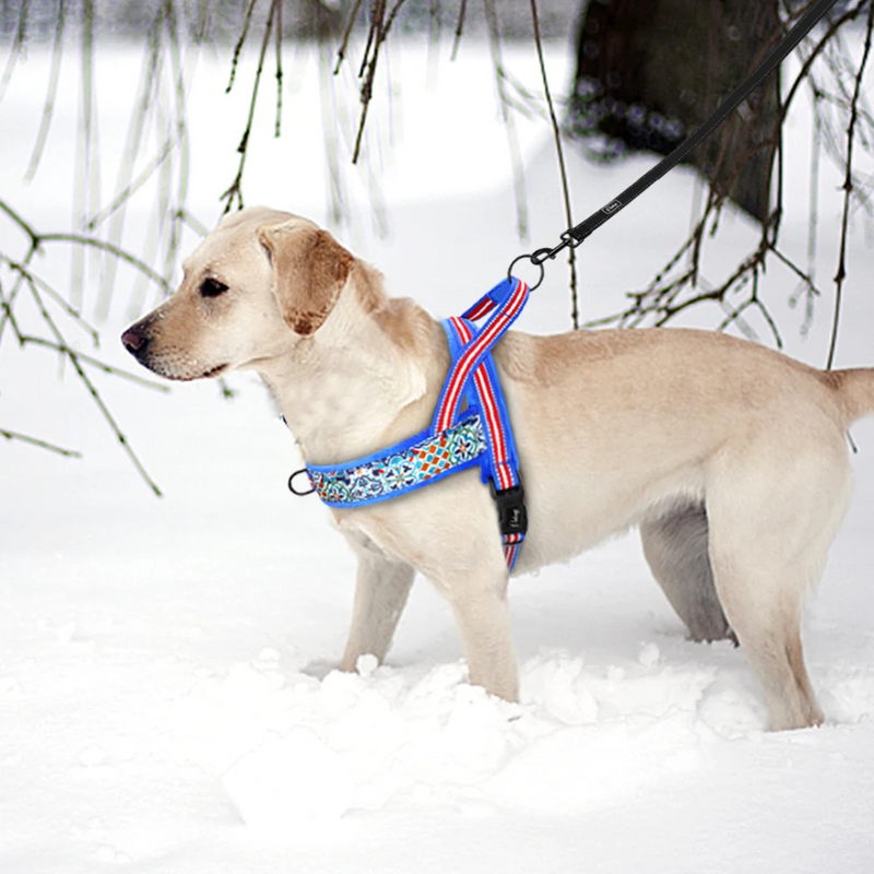 Comfortable Dog Harness – Soft, Padded & Secure for Stress-Free Walks