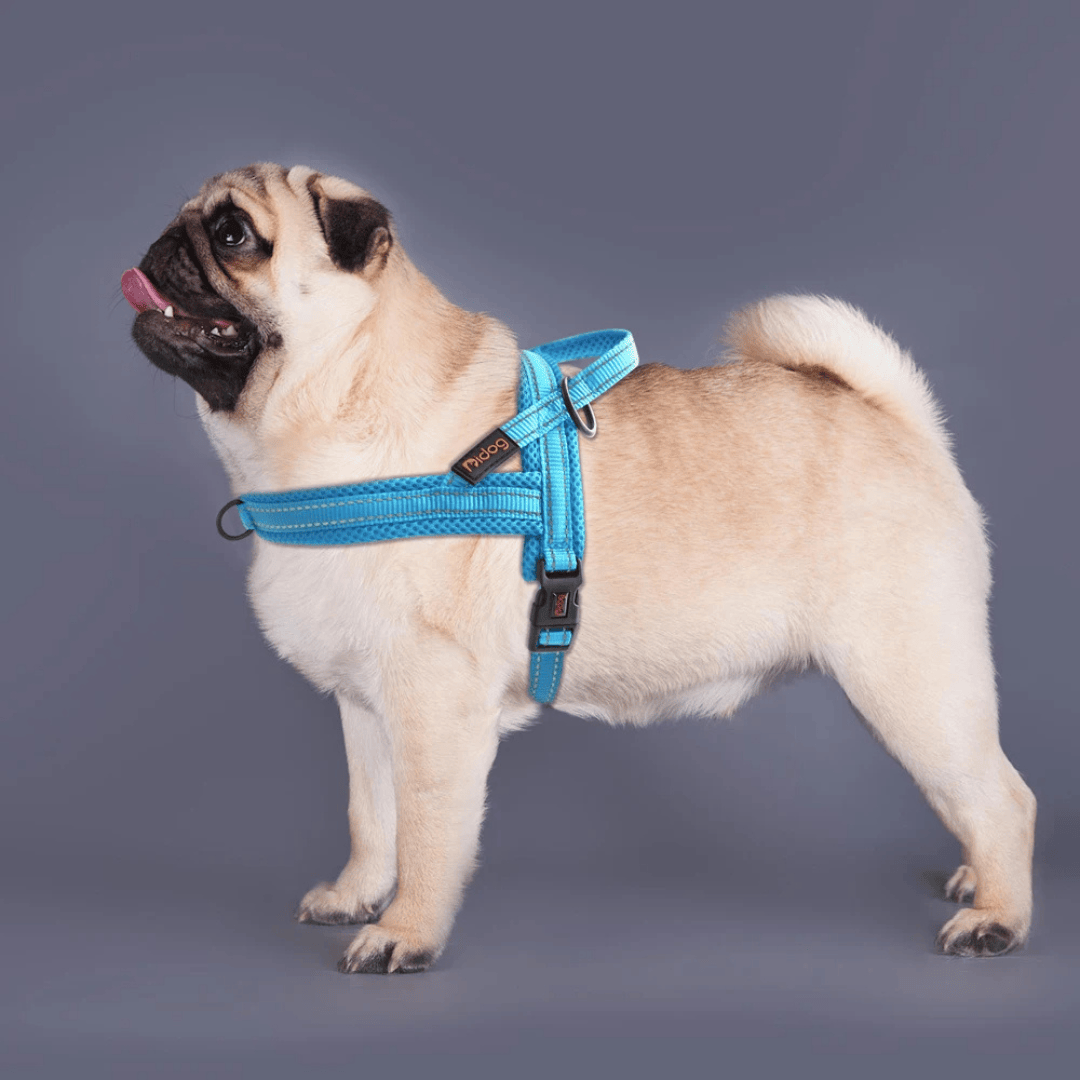 Comfortable Dog Harness — Soft Padded Fit for Everyday Walks