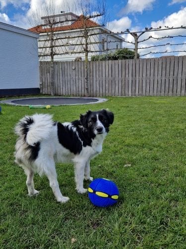 Interactive Doggy Disc Ball — Dual Play Fetch & Roll for Dogs