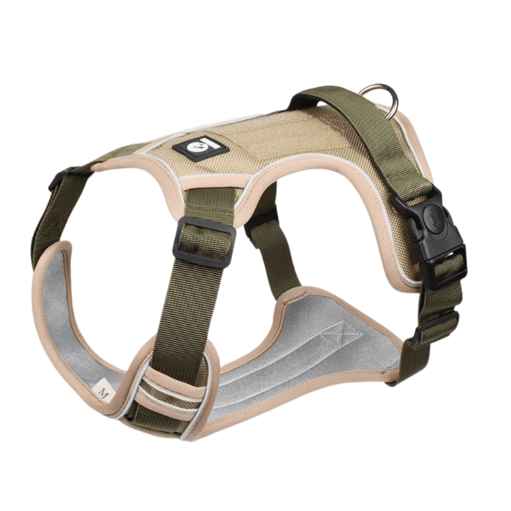 Blue adjustable dog harness shown on a sitting dog outdoors