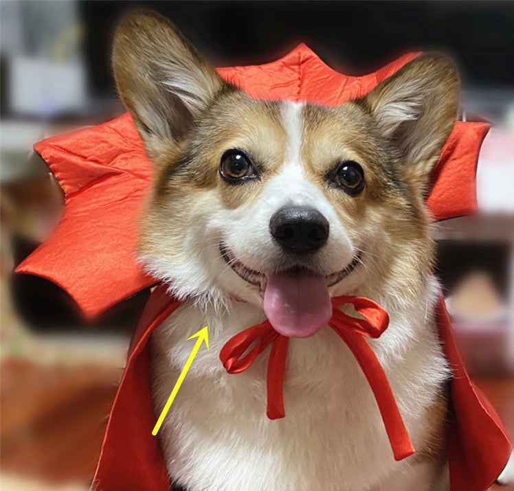 Vampire Pet Costume – Halloween Cape King/Queen