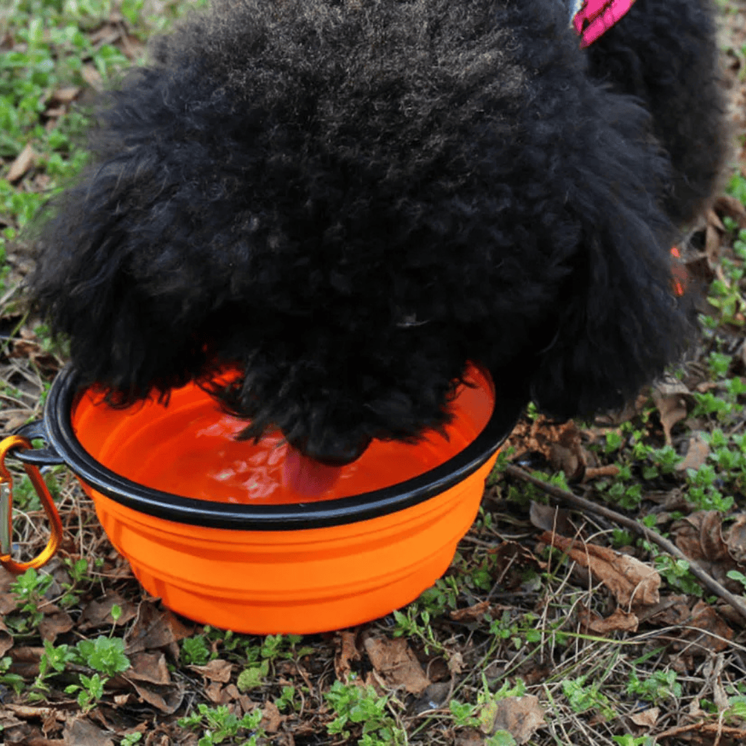 Collapsible Pet Bowl – Portable Travel Water & Food Bowl