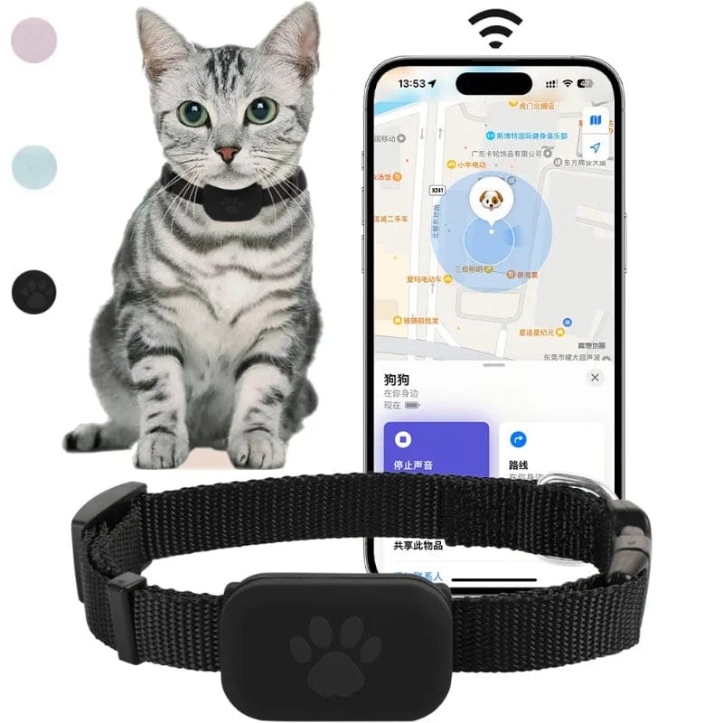 cat wearing blue GPS tracking collar outdoors