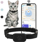 cat wearing blue GPS tracking collar outdoors