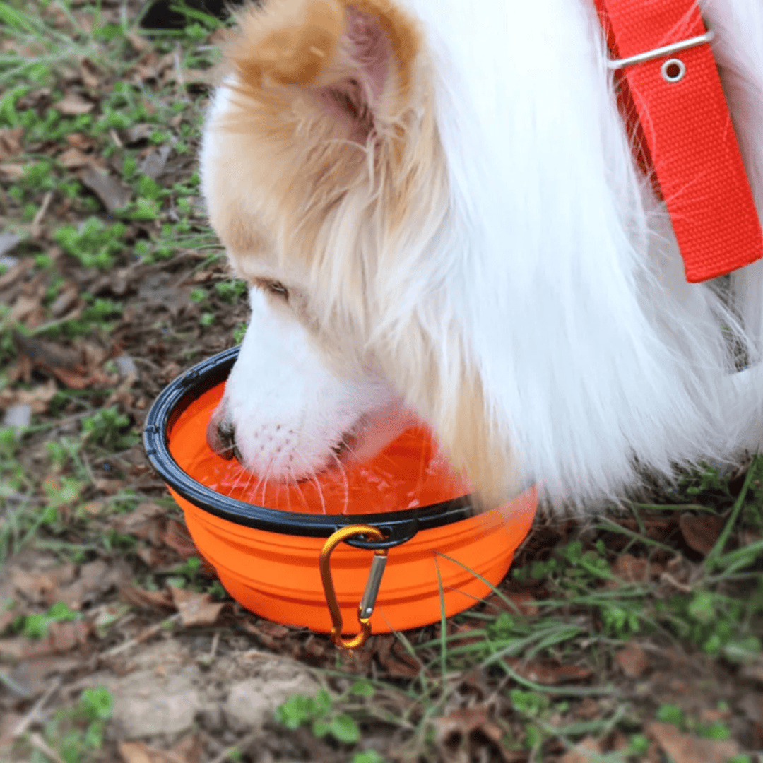 Collapsible Pet Bowl – Portable Travel Water & Food Bowl