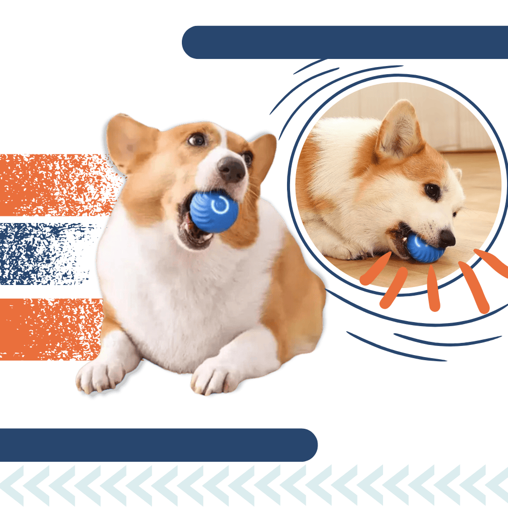 Smart Dog Ball – Obstacle Avoidance Play