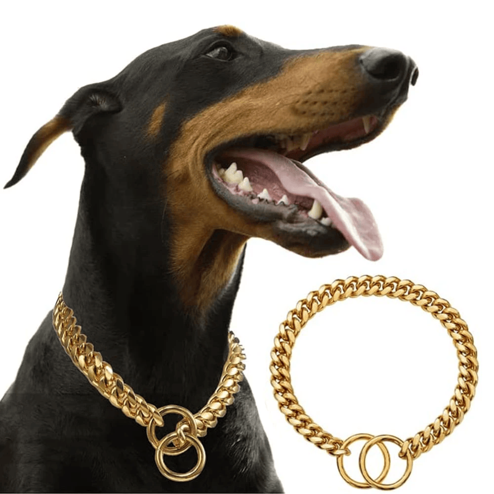 Premium gold chain dog collar with secure lobster claw clasp