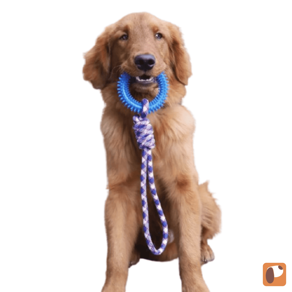 Dog Rope Chew Toy with Dental Ring