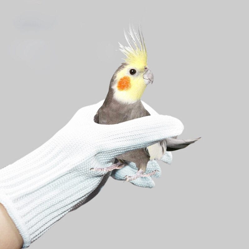 Parrot Handling Gloves – Bite-Resistant Training Gloves