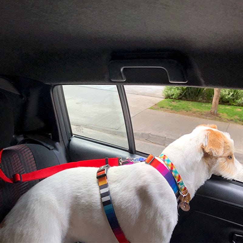 Dog wearing safety car belt restraint connected to existing seat belt