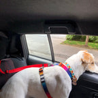 Dog wearing safety car belt restraint connected to existing seat belt