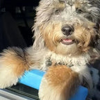 Cachorro descansando o queixo no apoio azul na janela do carro
