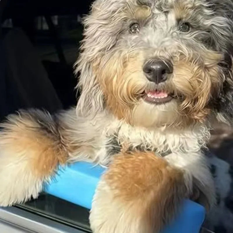 Cachorro descansando o queixo no apoio azul na janela do carro