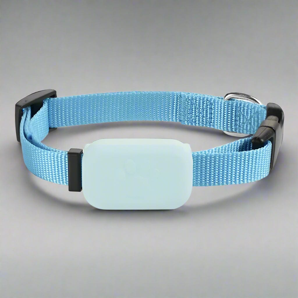 cat playing comfortably while wearing GPS collar