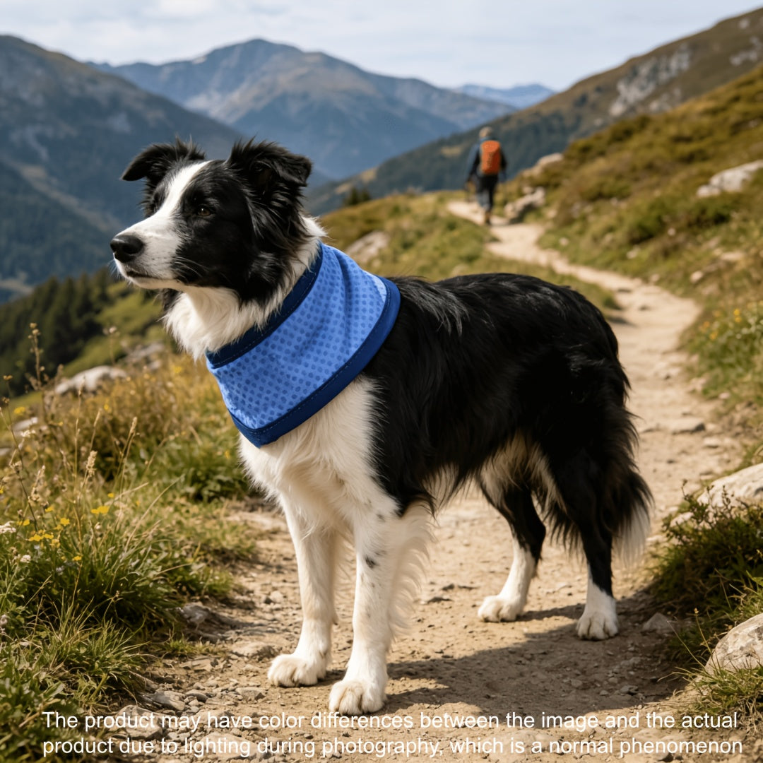 Cachorro border collie usando o lenço refrescante azul em trilha