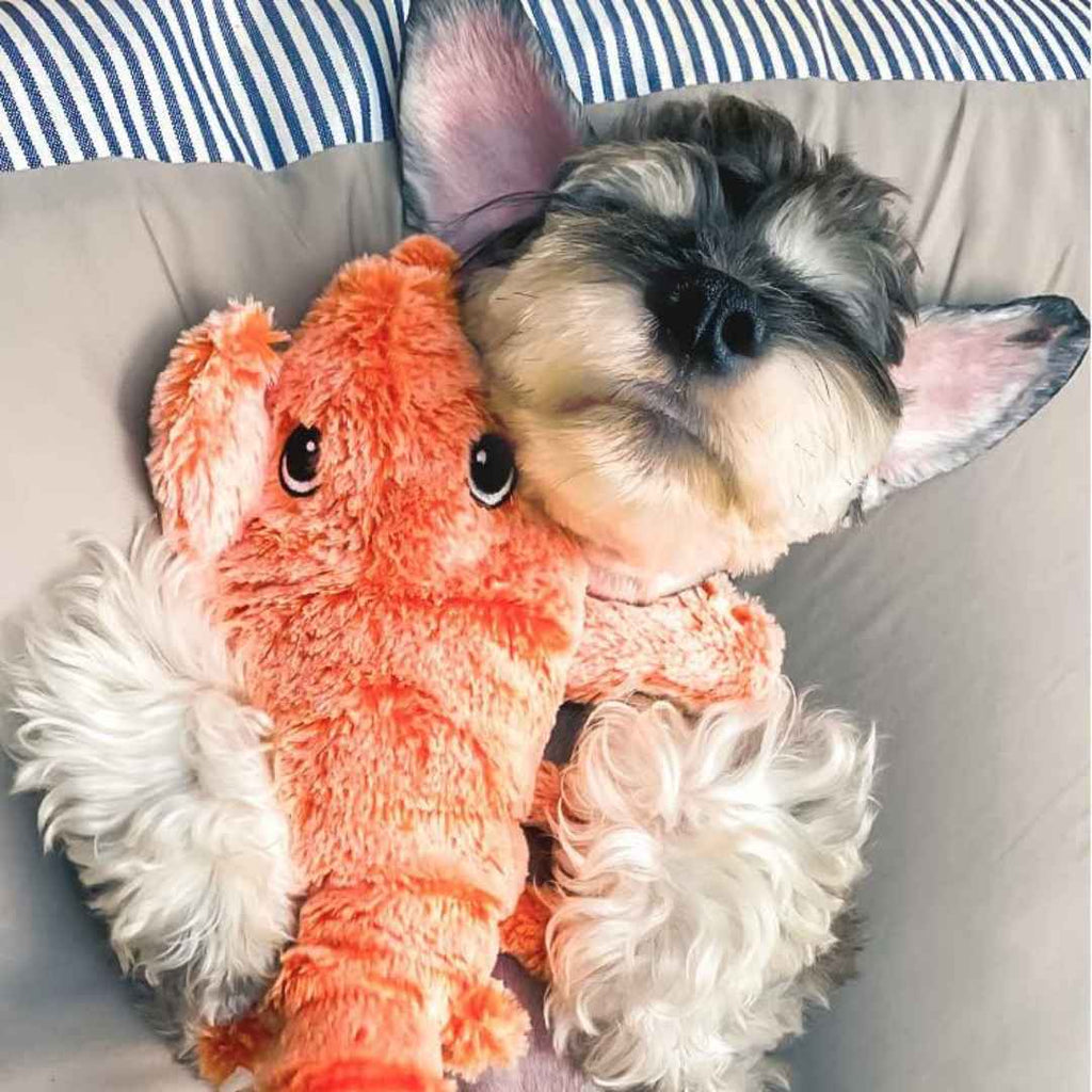 Floppy Lobster Interactive Dog Toy — Soft Plush Play for Indoor Fun & Gentle Chewing