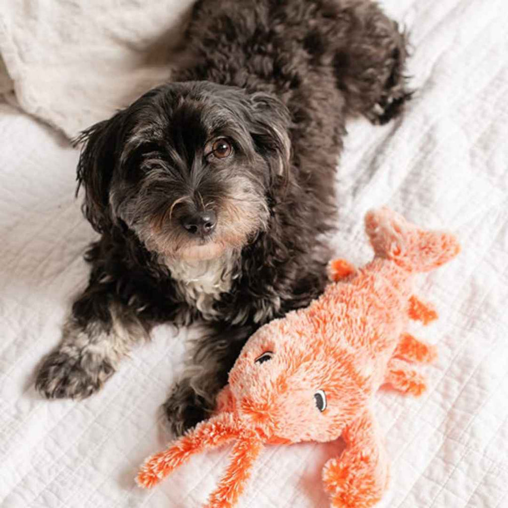 Floppy Lobster Interactive Dog Toy — Soft Plush Play for Indoor Fun & Gentle Chewing