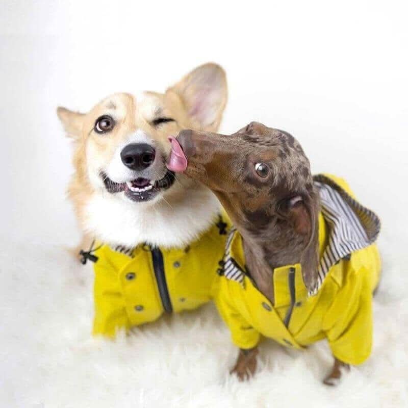 Waterproof Dog Rain Jacket
