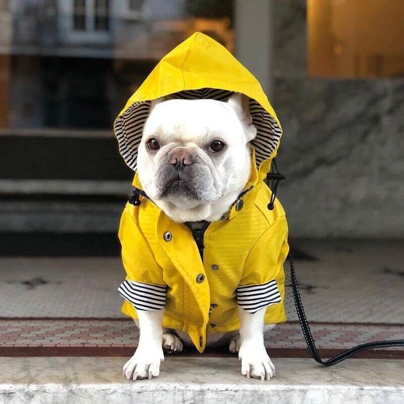 Waterproof Dog Rain Jacket