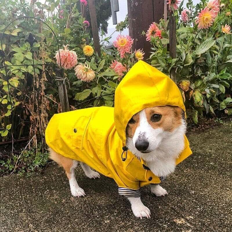 Waterproof Dog Rain Jacket