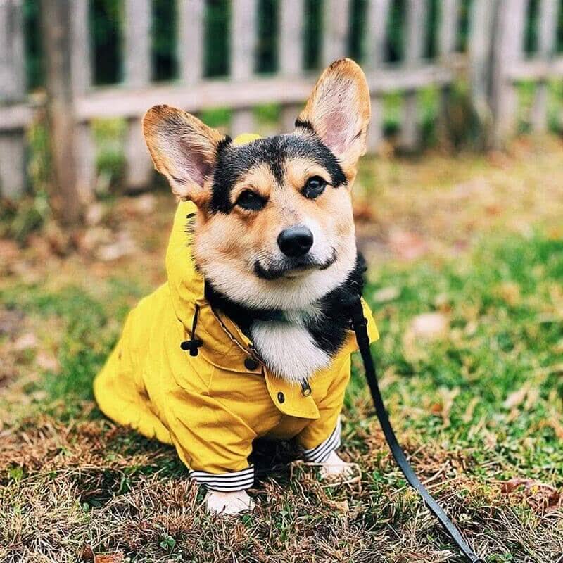 Waterproof Dog Rain Jacket