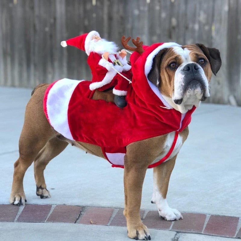 The Hilarious Riding Santa Dog Costume