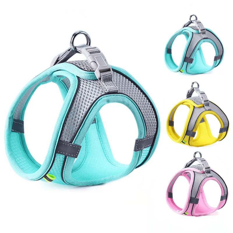 Small dog wearing turquoise adjustable no-pull harness with matching leash