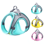 Small dog wearing turquoise adjustable no-pull harness with matching leash