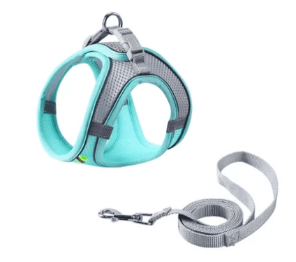 Small dog walking outside wearing pink harness and leash