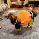 Dog Pumpkin Halloween Costume – Fun & Cozy Outfit