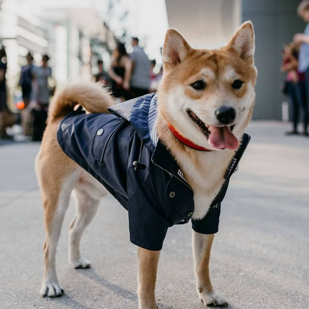 Waterproof Dog Rain Jacket — Full Protection on Rainy Days