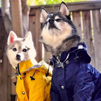 Waterproof Dog Rain Jacket — Full Protection on Rainy Days