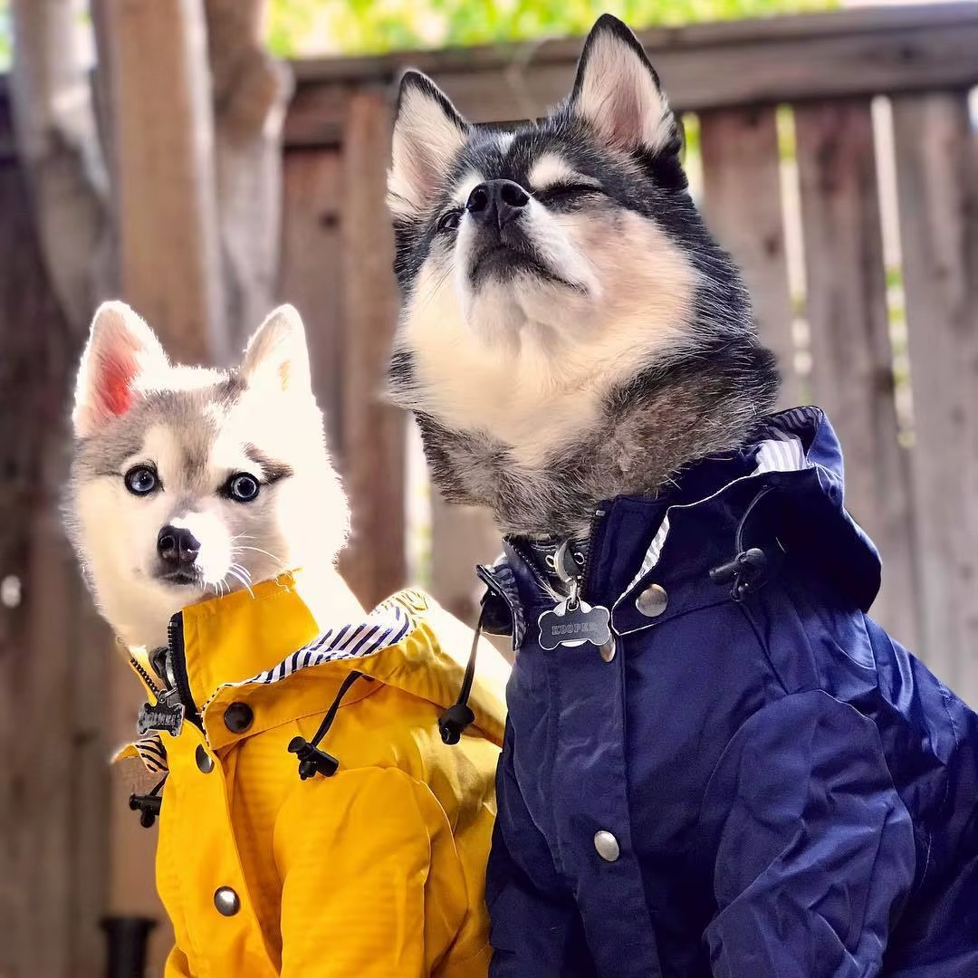Waterproof Dog Rain Jacket — Full Protection on Rainy Days