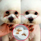 Pet Eye Cleaning Wipes — Gentle Daily Eye Hygiene for Dogs and Cats