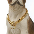 Gold chain dog collar with premium metal links shown flat on surface