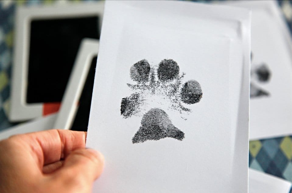 Paw Print Memory Ink Pad — Mess-Free Paw Print Keepsake for Pets