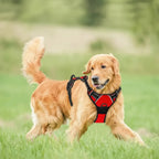 No-Pull Dog Harness — Comfortable Control and Stress-Free Walks