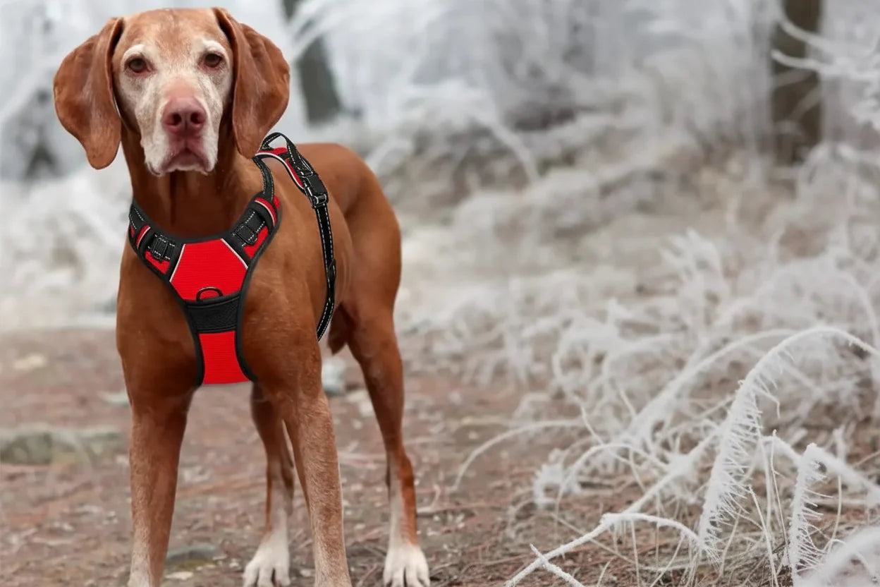 No-Pull Dog Harness — Comfortable Control and Stress-Free Walks