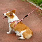 Adjustable Dog Harness and 1.5m Leash Set — Complete Walk-Ready Kit