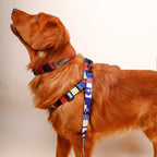 Printed Dog Harness and Leash Set — Adjustable, Colorful, Walk-Ready Kit