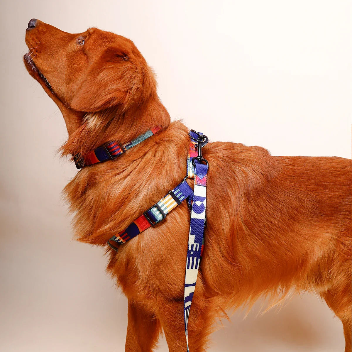 Printed Dog Harness and Leash Set — Adjustable, Colorful, Walk-Ready Kit